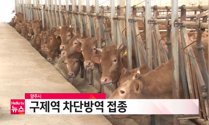 구제역 차단방역 접종 이미지