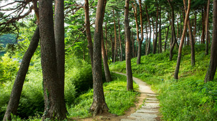 A Photograph of City Tree Pine Tree